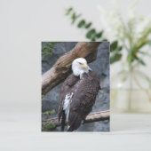 Carte postale Eagle Perch (Debout devant)