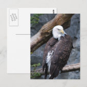 Carte postale Eagle Perch (Devant / Derrière)