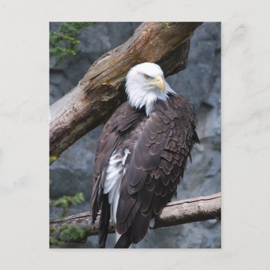 Carte postale Eagle Perch (Devant)