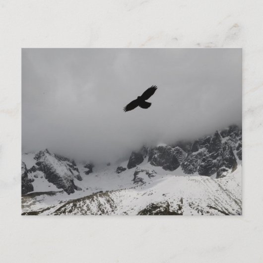 Carte postale Eagle Snowy Mountains (Devant)