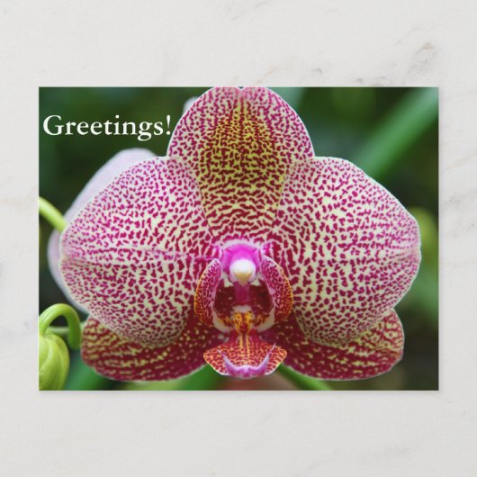 Carte postale - Earth Star (Devant)