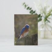 Carte postale Eastern Bluebird (Debout devant)