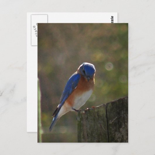 Carte postale Eastern Bluebird (Devant / Derrière)