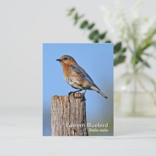 Carte postale Eastern Bluebird (Debout devant)