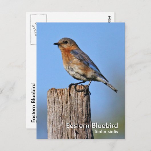 Carte postale Eastern Bluebird (Devant / Derrière)