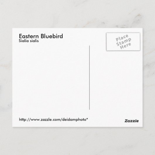 Carte postale Eastern Bluebird (Dos)