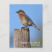Carte postale Eastern Bluebird (Devant)