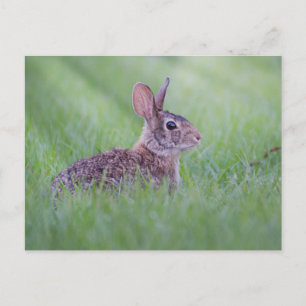 Carte Postale Eastern Cottontail