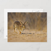 Carte Postale Eastern cottontail rabbit hopping (Devant / Derrière)