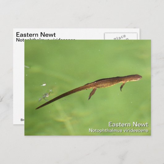 Carte Postale Eastern Newt (Devant / Derrière)