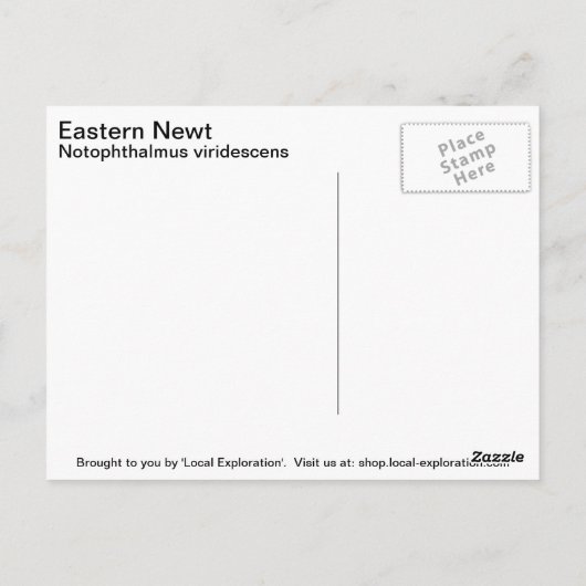 Carte Postale Eastern Newt (Dos)