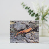 Carte Postale Eastern Newt (Debout devant)