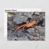 Carte Postale Eastern Newt (Devant / Derrière)
