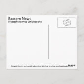 Carte Postale Eastern Newt (Dos)