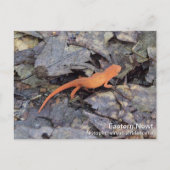 Carte Postale Eastern Newt (Devant)
