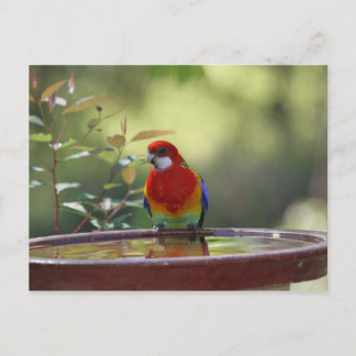 Carte Postale Eastern Rosella Australie