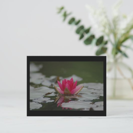 Carte Postale Eau Lilly (Debout devant)