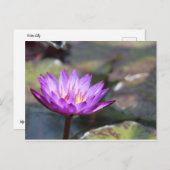 Carte Postale Eau Lilly (Devant / Derrière)