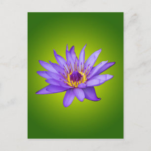 Carte Postale Eau Lily Étang Aquatique Purple Fleurit