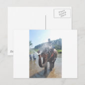 Carte Postale Eau pulvérisatrice d'éléphants (Devant / Derrière)