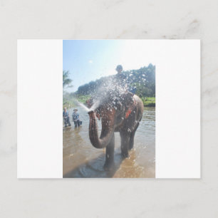 Carte Postale Eau pulvérisatrice d'éléphants