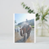 Carte Postale Eau pulvérisatrice d'éléphants (Debout devant)