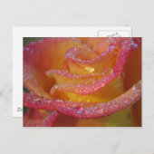 Carte Postale Eau rose (Devant / Derrière)