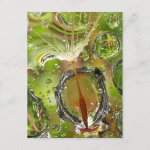 Carte Postale Eau sur les graines de pissenlit, CA