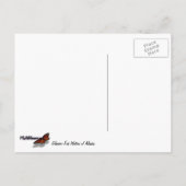 Carte Postale Eaux glaciaires de l'Alaska (Dos)