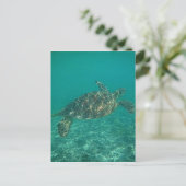 Carte Postale eaux vertes de tortues (Debout devant)