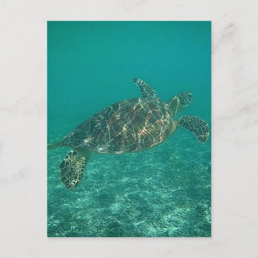 Carte Postale eaux vertes de tortues (Devant)