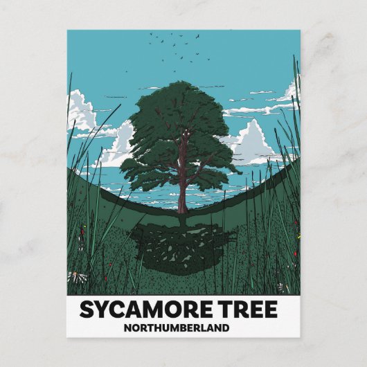 Carte Postale Écart de l'arbre Sycamore (Devant)