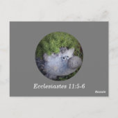 Carte Postale Ecclésiaste 11:6 Verset biblique à mémoriser (Dos)
