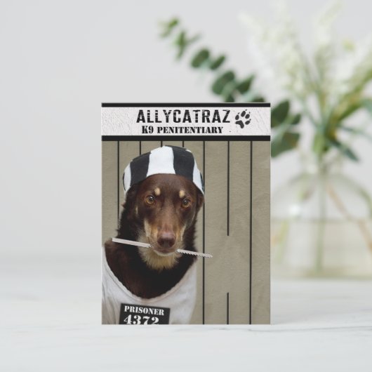 Carte Postale Échapper d'Allycatraz (Debout devant)