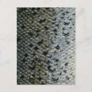 Carte Postale Échelles de poisson 2