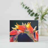 Carte Postale Echeveria fleurs de poules et poussins (Debout devant)
