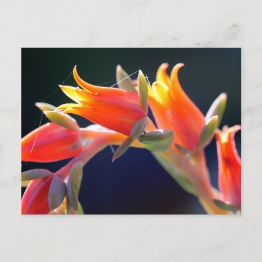 Carte Postale Echeveria fleurs de poules et poussins (Devant)
