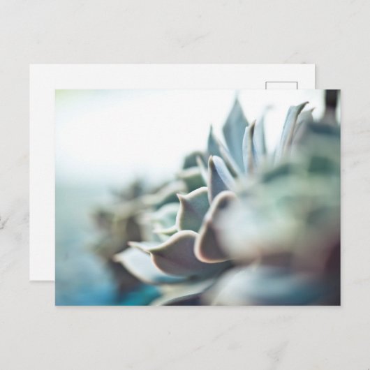 Carte Postale Echeveria succulent (Devant / Derrière)