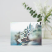 Carte Postale Echeveria succulent (Debout devant)