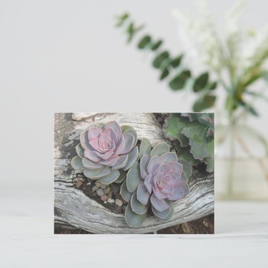 Carte Postale Echeveria succulent (Debout devant)