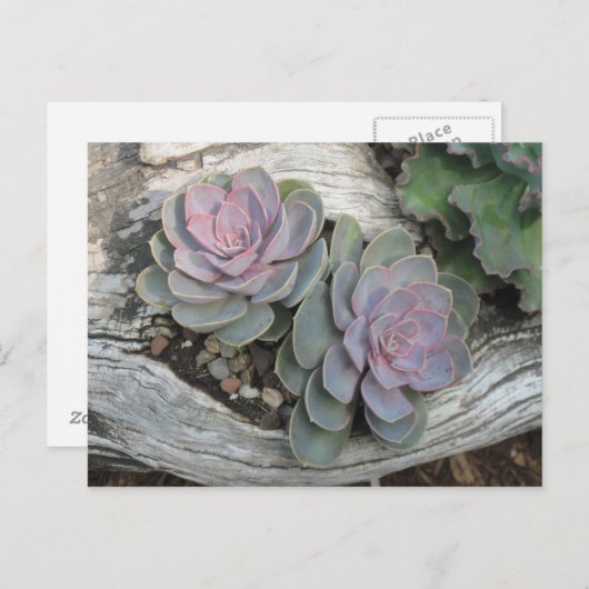 Carte Postale Echeveria succulent (Devant / Derrière)