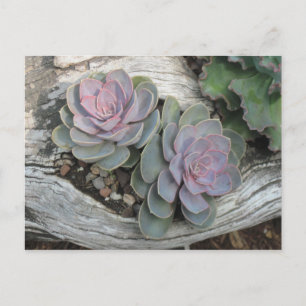 Carte Postale Echeveria succulent
