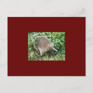 CARTE POSTALE ECHIDNA