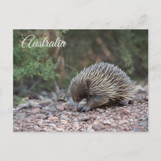 Carte Postale Echidna, Anteater épineux, Australie (Devant)