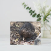 Carte Postale Echidna Australie (Debout devant)