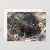 Carte Postale Echidna Australie (Devant / Derrière)