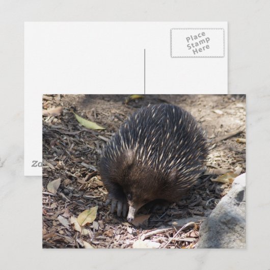 Carte Postale Echidna Australie (Devant / Derrière)