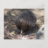 Carte Postale Echidna Australie (Devant)