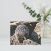 Carte postale Echidna australienne (Debout devant)