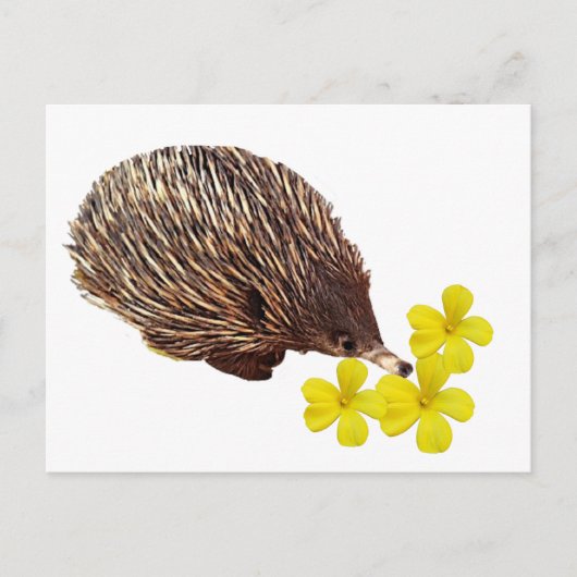 Carte postale Echidna et Frangipani (Devant)